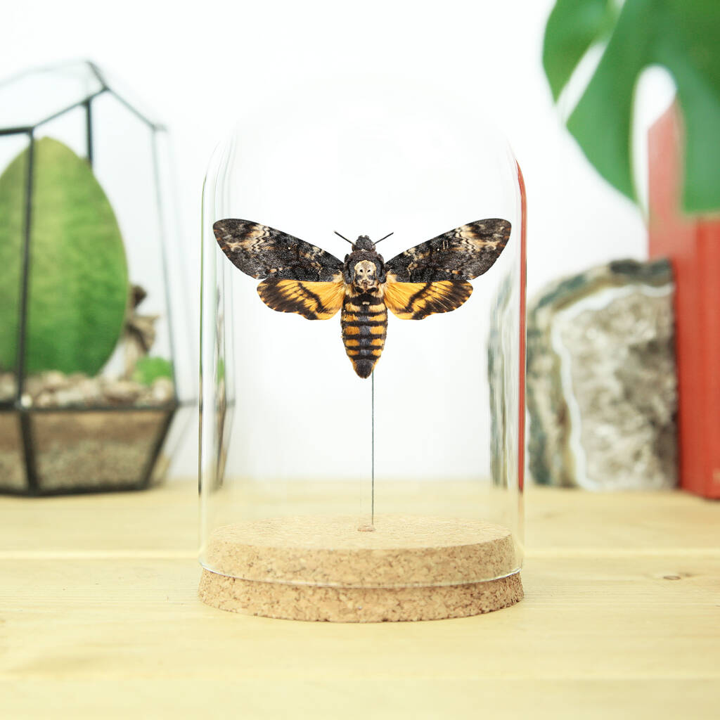 Death's Head Hawk Moth Glass Bell Jar By Curated Studio
