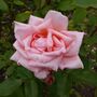 Rose Plants, Hybrid Tea 'Blessings', Full Plants In Five Litre Pots, thumbnail 2 of 4