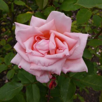 Rose Plants, Hybrid Tea 'Blessings', Full Plants In Five Litre Pots, 2 of 4