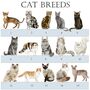Choice Of Breed Cat Christmas Sack, thumbnail 4 of 4