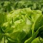 Lettuce 'Cut And Come Again' Eight X Plug Pack, thumbnail 5 of 5