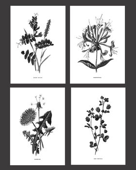 Four Framed Vintage Flower Art Prints, 2 of 6