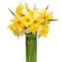 Spring Bulbs Daffodils 'Mixed' Bulb Pack, thumbnail 5 of 6