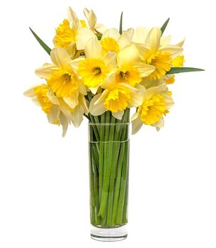 Spring Bulbs Daffodils 'Mixed' Bulb Pack, 5 of 6