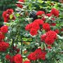 Floribunda Rose Plant 'Lovestruck', thumbnail 3 of 5