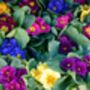 Primrose 'Cabaret Mix' 18 X Plant Pack, thumbnail 9 of 10