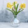 Daffodils In Bowl Glass Vase, thumbnail 1 of 2
