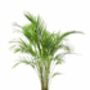 Dypsis 'Areca Palm' Houseplant, thumbnail 4 of 4