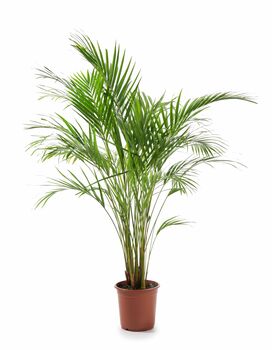 Dypsis 'Areca Palm' Houseplant, 4 of 4