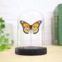 Monarch Moth Butterfly Insect Entomology Taxidermy Bell Jar, thumbnail 1 of 4