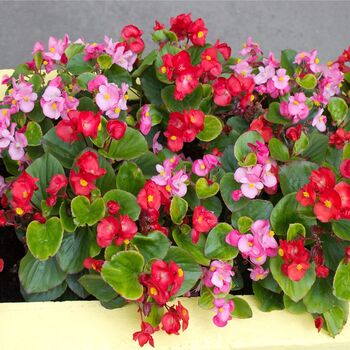 Flowering Plants Begonia 'Organdy Mixed', 5 of 5