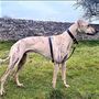 Sighthound Collar And Lead Set, thumbnail 10 of 12