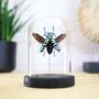 Asian Longhorn Beetle Insect Bug Moth Bell Jar Entomology Taxidermy Interior Design Home Decor Cloche Modern Display Gift Ornament, thumbnail 1 of 3