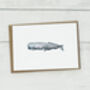 Sea Creature Note Card Pack, thumbnail 6 of 7