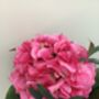 Pink Hydrangea Cream Metal Jug Mothers Day Gift, thumbnail 3 of 7
