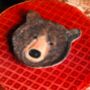 Brown Bear Side Plate, thumbnail 4 of 7
