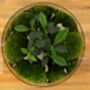 Diy Large Terrarium Kit With Ficus Bonsai | 'Osaka', thumbnail 6 of 12