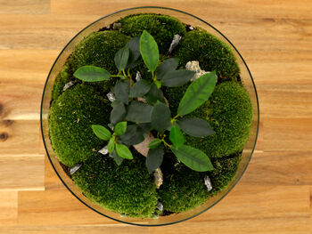 Diy Large Terrarium Kit With Ficus Bonsai | 'Osaka', 6 of 12