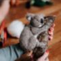 Sleepy Koala Needle Felting Craft Kit, thumbnail 3 of 4