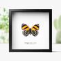 Orange 88 Insect Bug Moth Butterfly Box Frame Entomology Taxidermy Interior Design Modern Home Decor Wall Hanging Display Gift Ornament, thumbnail 1 of 3