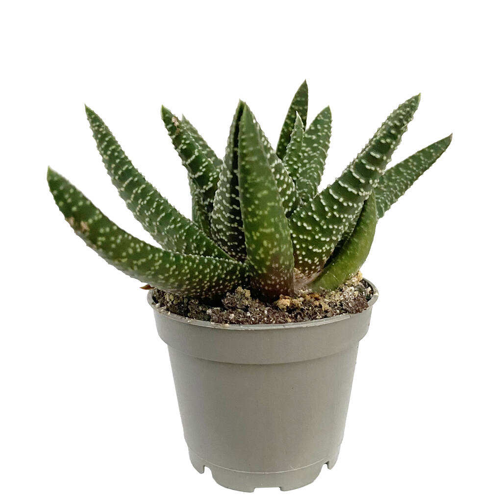 Gasteria Aloe House Plant Low Light Decorative Plant By Clouds Hill ...