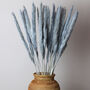 Grey Feather Pampas Grass Stems, thumbnail 1 of 2