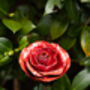 Open Red Rose Recycled Metal Garden Sculpture, thumbnail 4 of 4
