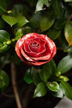 Open Red Rose Recycled Metal Garden Sculpture, 4 of 4