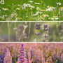 The Scented Garden Seeds, Multi Pack Collection, thumbnail 3 of 11