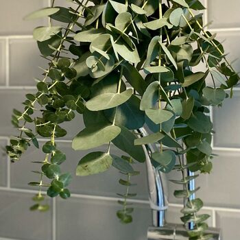Fresh Shower Eucalyptus Bundle, 3 of 9