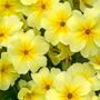 Primrose 'Candy Mix' Six X Full Plant Pack, thumbnail 2 of 6