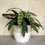 Contemporary Stripe Pattern Indoor Planter Flower Pot, thumbnail 3 of 12