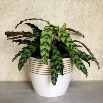 Contemporary Stripe Pattern Indoor Planter Flower Pot, 3 of 12