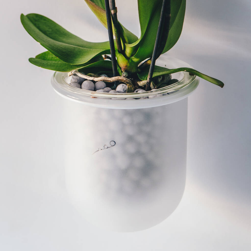 Orla, Wall Mounted Glass Planter, Ideal For Orchids, 1 of 11