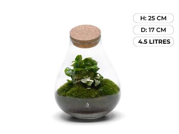 Assembled Terrarium With UK Delivery | 'Madrid', 3 of 5