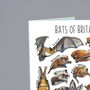 Bats Of Britain Greeting Card, thumbnail 4 of 7