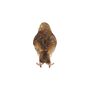 Lifelike Song Thrush Bird Ornament Indoor Outdoor Gift, thumbnail 2 of 6