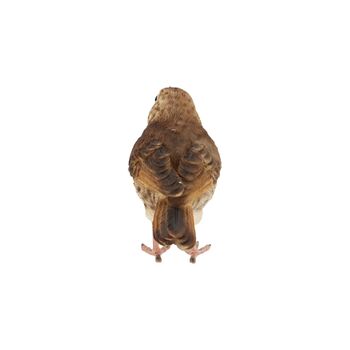 Lifelike Song Thrush Bird Ornament Indoor Outdoor Gift, 2 of 6