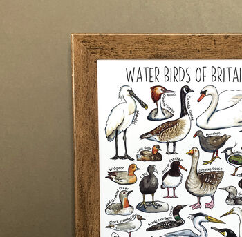 Water Birds Of Britain Wildlife Print, 3 of 7