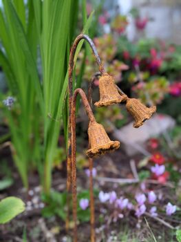 Metal Rusty Bluebell Flower Garden Ornaments, 3 of 4