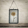 Small Antique Pressed Flower Frame: Straw Flower, thumbnail 1 of 8