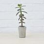 Sustainable Concrete Mini Vessel Planter Cylindrical, thumbnail 2 of 12