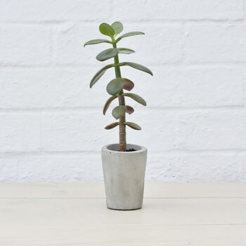 Sustainable Concrete Mini Vessel Planter Cylindrical, 2 of 12