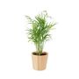 Chamaedorea Elegans Parlor Palm In 12cm Pot, thumbnail 7 of 11