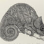 O'shaughnessy's Chameleon Illustration Print, thumbnail 4 of 6