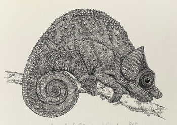 O'shaughnessy's Chameleon Illustration Print, 4 of 6