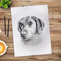 Personalised Hand Drawn Pet Portrait Cat / Dog Drawing, thumbnail 1 of 12