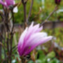 Magnolia Susan, Personalised Plant Gift, thumbnail 2 of 2