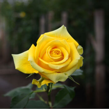 Climbing Rose 'Arthur Bell' Bare Rooted Plant, 4 of 5