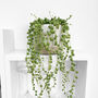 String Of Pearls Trailing House Plant In Nine 10cm Pot, thumbnail 1 of 5